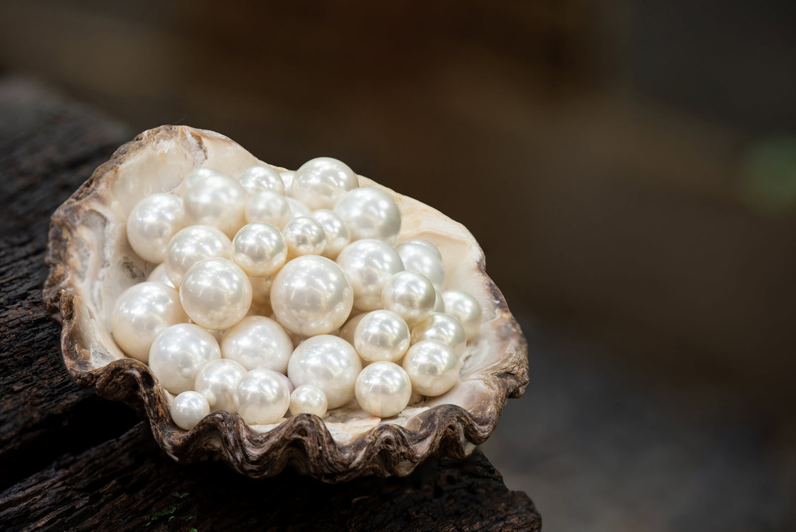 L’origine des perles blanches